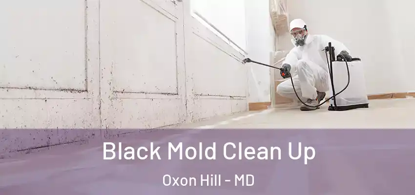Black Mold Clean Up Oxon Hill - MD