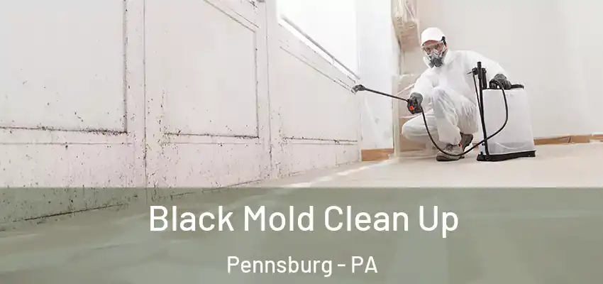 Black Mold Clean Up Pennsburg - PA