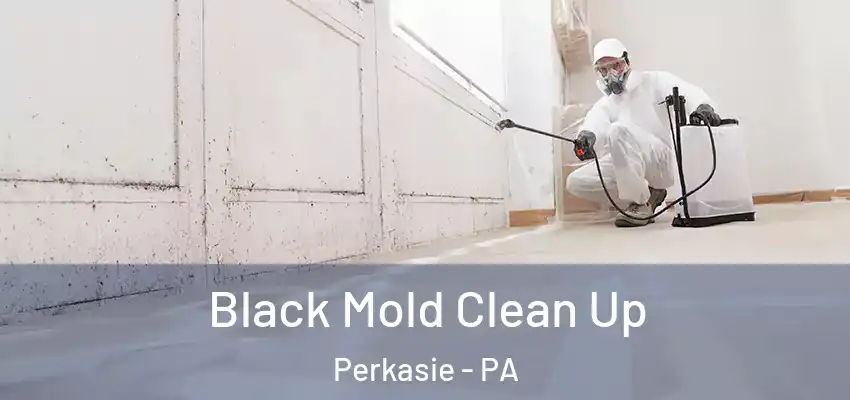 Black Mold Clean Up Perkasie - PA