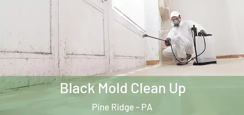  Black Mold Clean Up Pine Ridge - PA