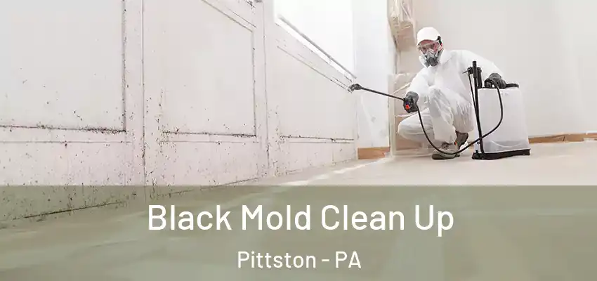 Black Mold Clean Up Pittston - PA
