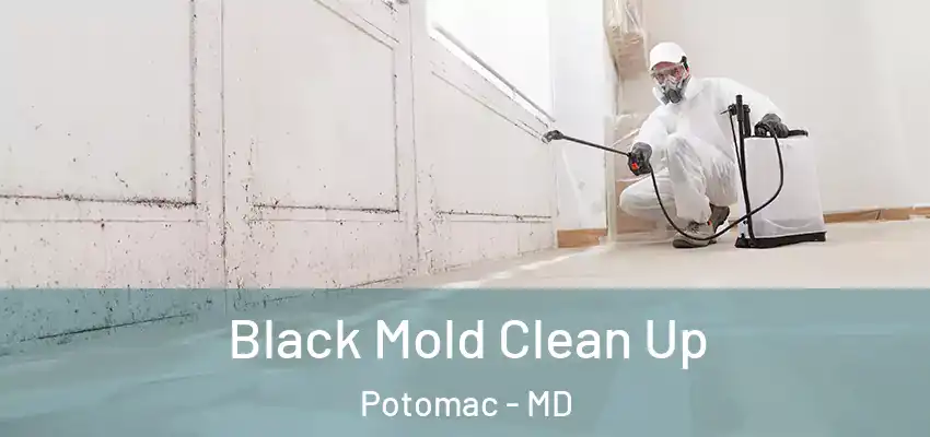 Black Mold Clean Up Potomac - MD