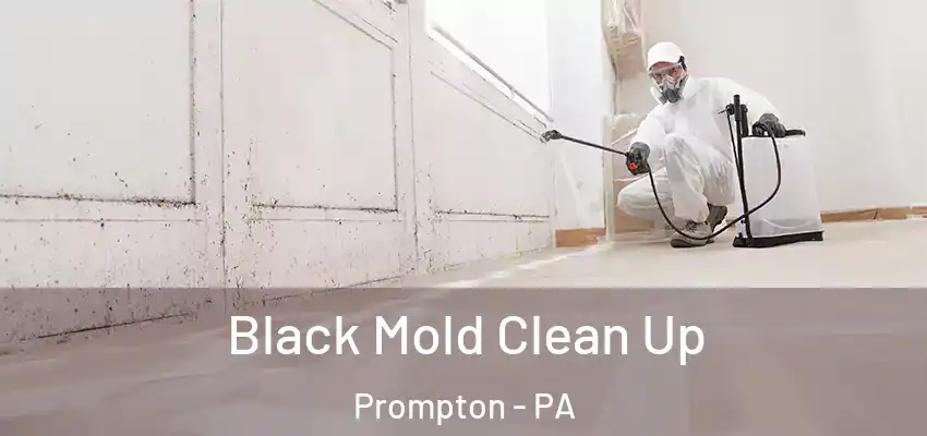 Black Mold Clean Up Prompton - PA