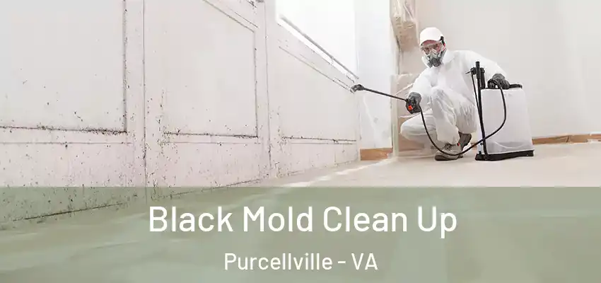  Black Mold Clean Up Purcellville - VA