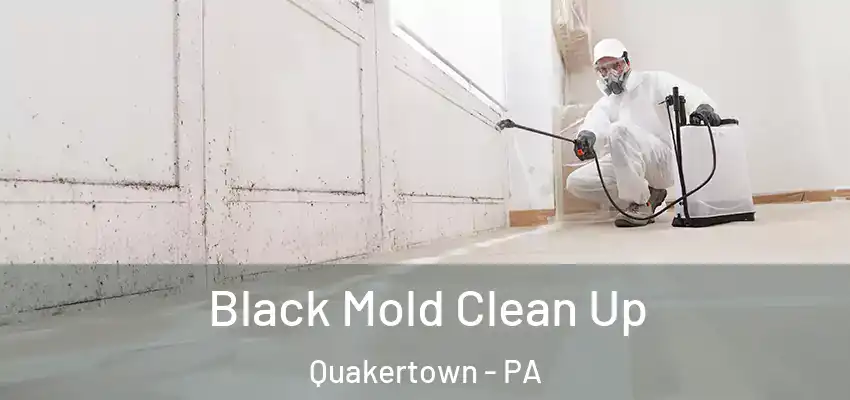  Black Mold Clean Up Quakertown - PA
