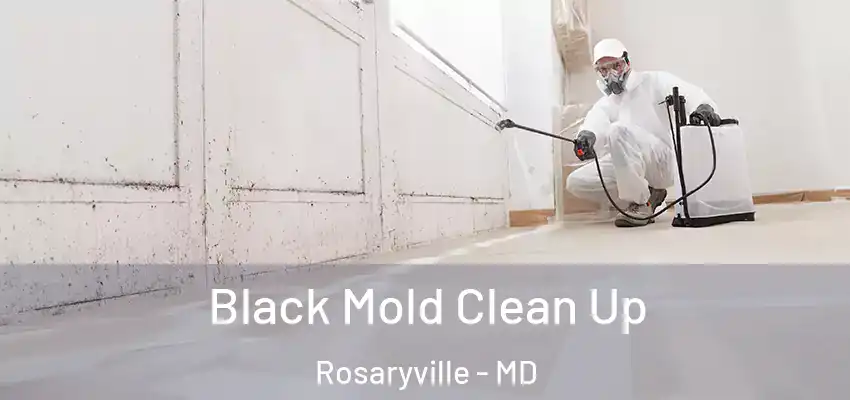 Black Mold Clean Up Rosaryville - MD