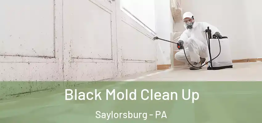 Black Mold Clean Up Saylorsburg - PA