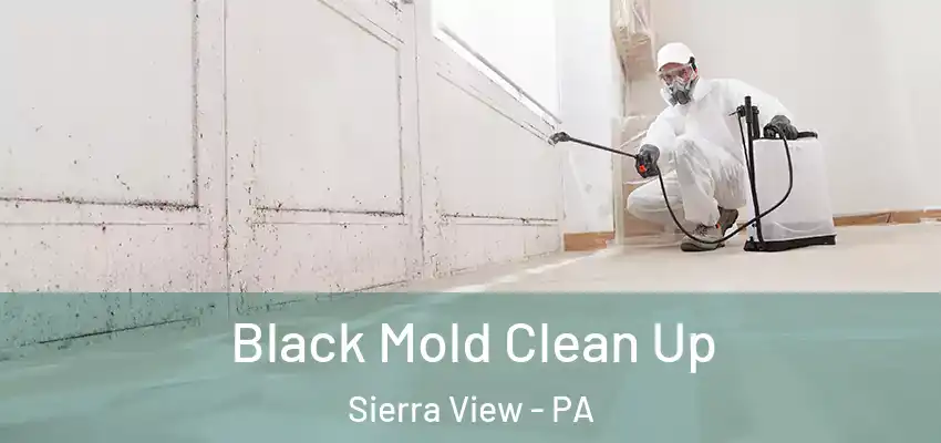 Black Mold Clean Up Sierra View - PA