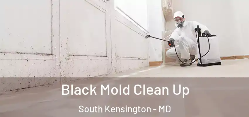 Black Mold Clean Up South Kensington - MD