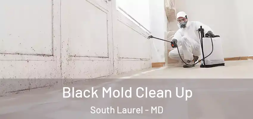 Black Mold Clean Up South Laurel - MD