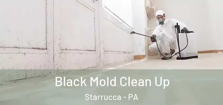 Black Mold Clean Up Starrucca - PA