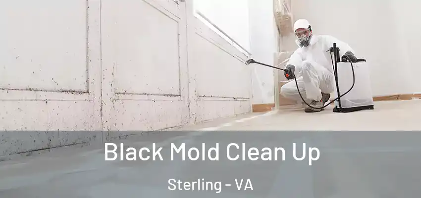  Black Mold Clean Up Sterling - VA