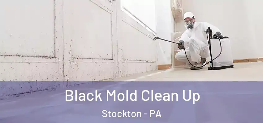 Black Mold Clean Up Stockton - PA