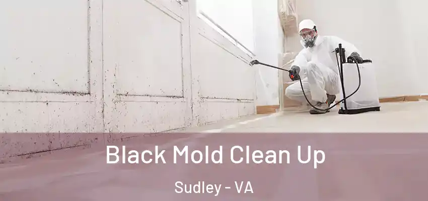 Black Mold Clean Up Sudley - VA