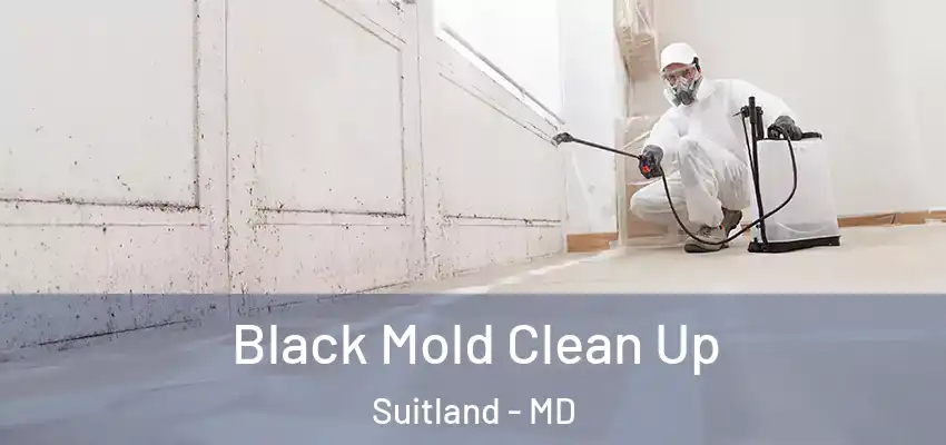 Black Mold Clean Up Suitland - MD