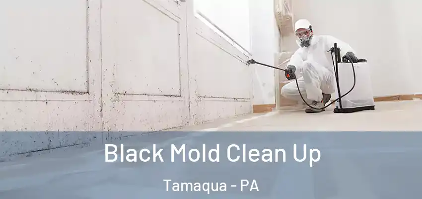 Black Mold Clean Up Tamaqua - PA