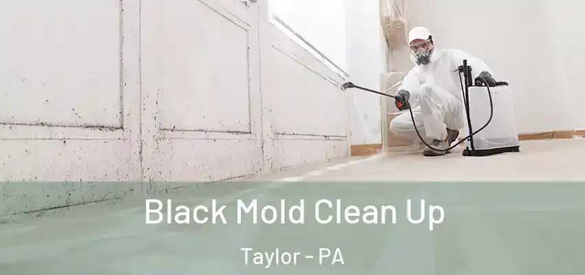  Black Mold Clean Up Taylor - PA