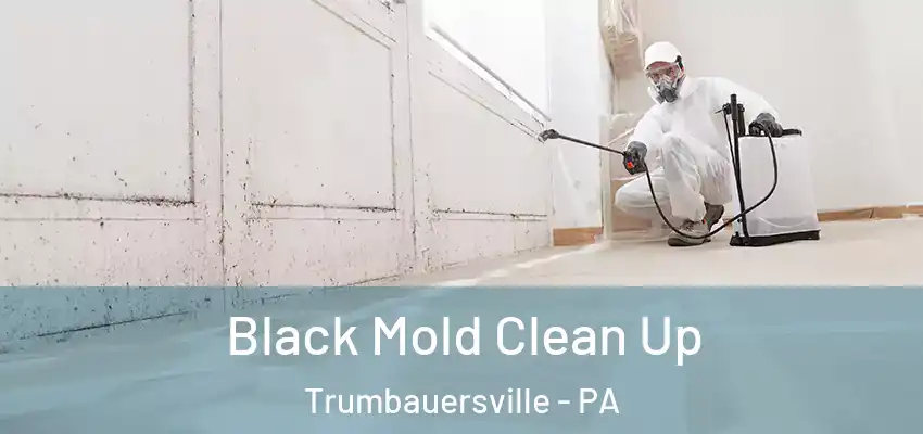Black Mold Clean Up Trumbauersville - PA
