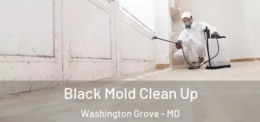 Black Mold Clean Up Washington Grove - MD