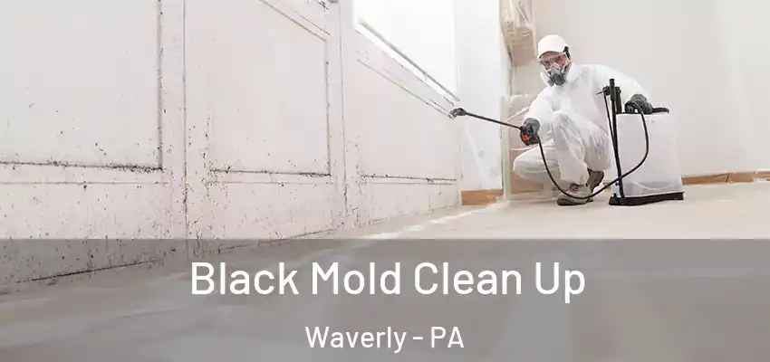 Black Mold Clean Up Waverly - PA