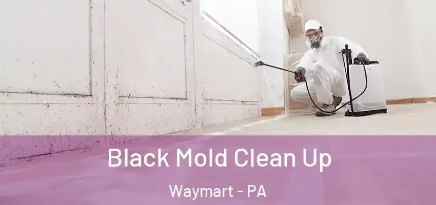 Black Mold Clean Up Waymart - PA