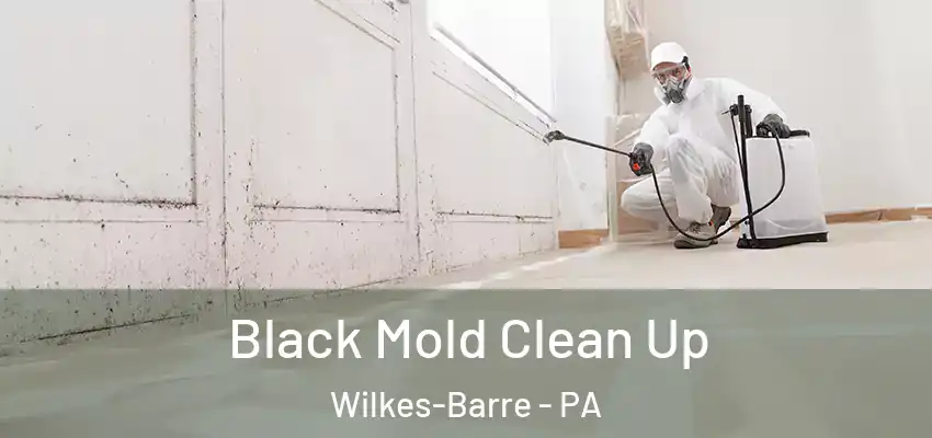 Black Mold Clean Up Wilkes-Barre - PA