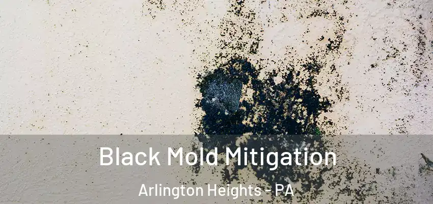  Black Mold Mitigation Arlington Heights - PA