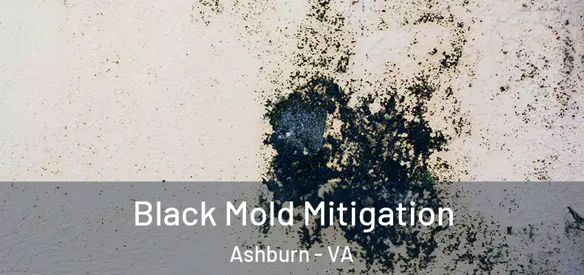  Black Mold Mitigation Ashburn - VA