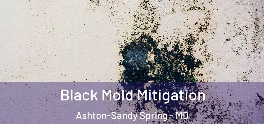 Black Mold Mitigation Ashton-Sandy Spring - MD