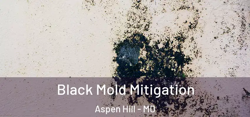  Black Mold Mitigation Aspen Hill - MD