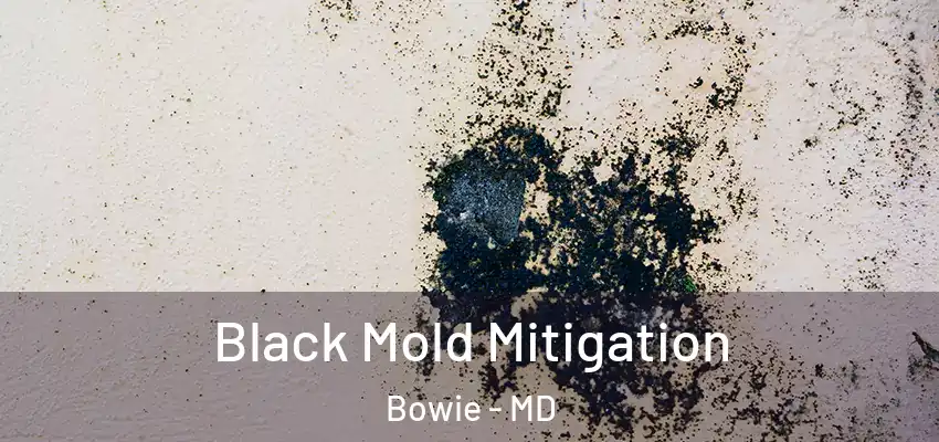  Black Mold Mitigation Bowie - MD
