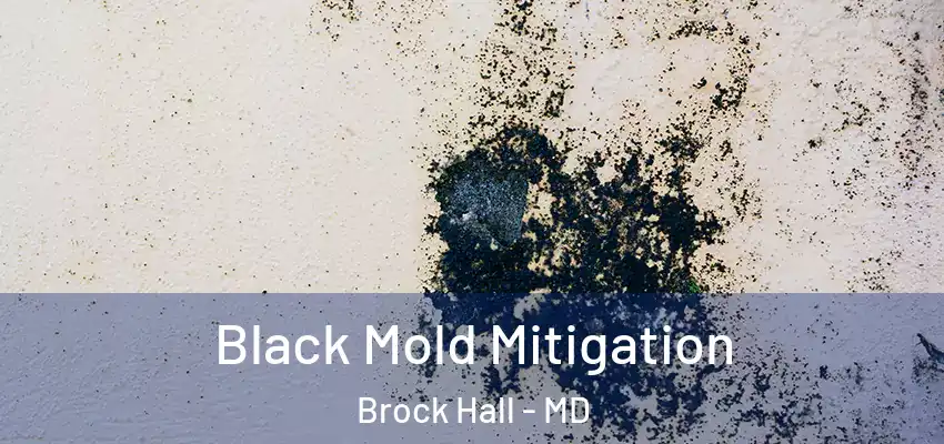  Black Mold Mitigation Brock Hall - MD