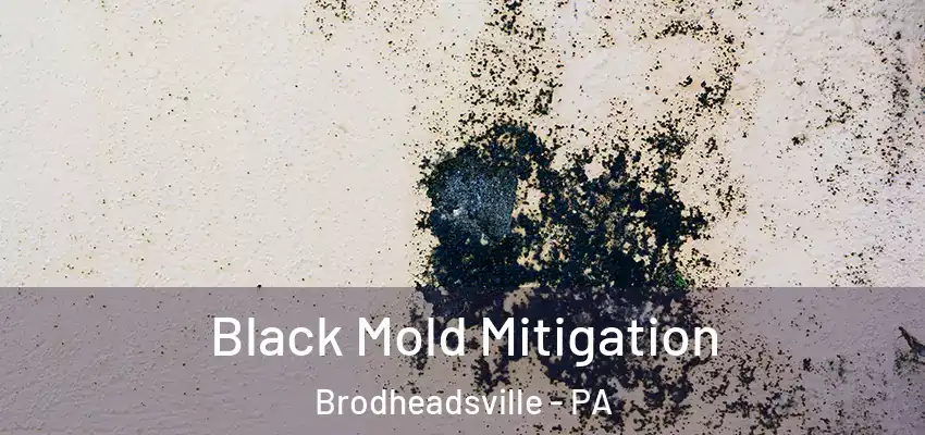  Black Mold Mitigation Brodheadsville - PA