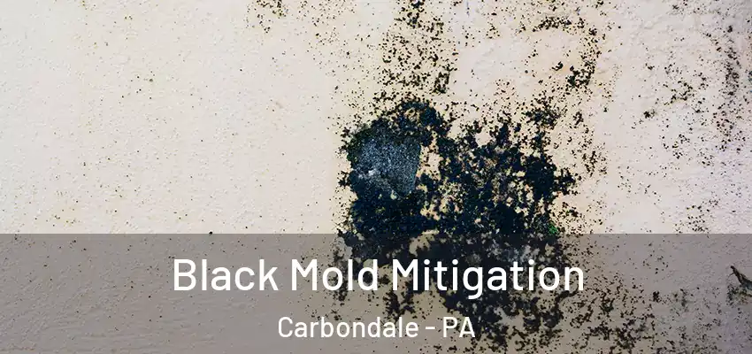  Black Mold Mitigation Carbondale - PA