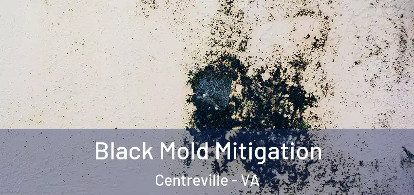  Black Mold Mitigation Centreville - VA
