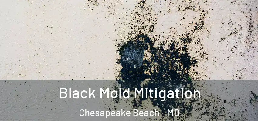 Black Mold Mitigation Chesapeake Beach - MD