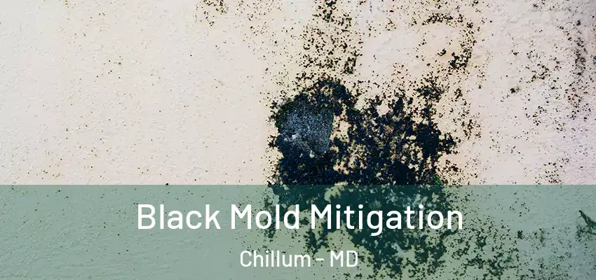  Black Mold Mitigation Chillum - MD