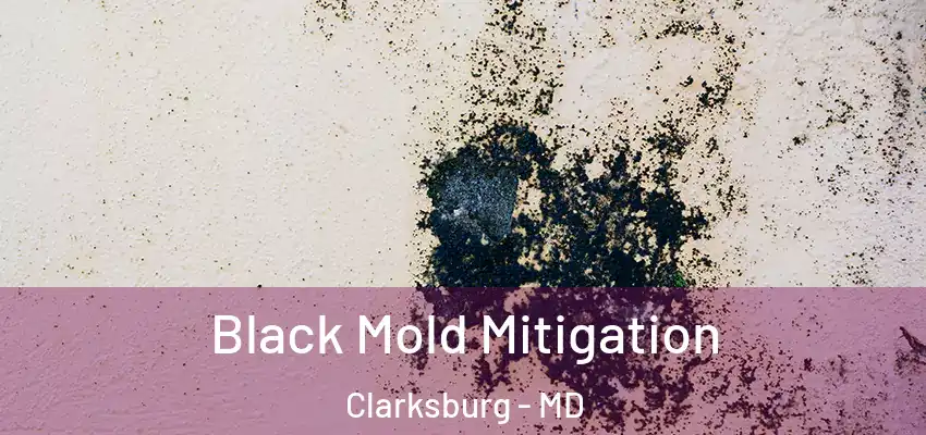  Black Mold Mitigation Clarksburg - MD