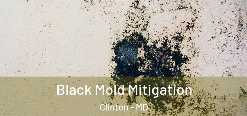  Black Mold Mitigation Clinton - MD