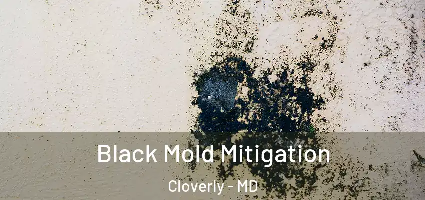  Black Mold Mitigation Cloverly - MD