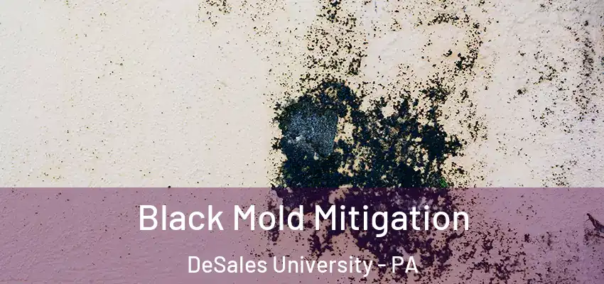  Black Mold Mitigation DeSales University - PA