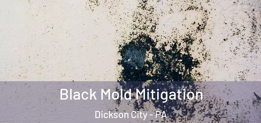 Black Mold Mitigation Dickson City - PA