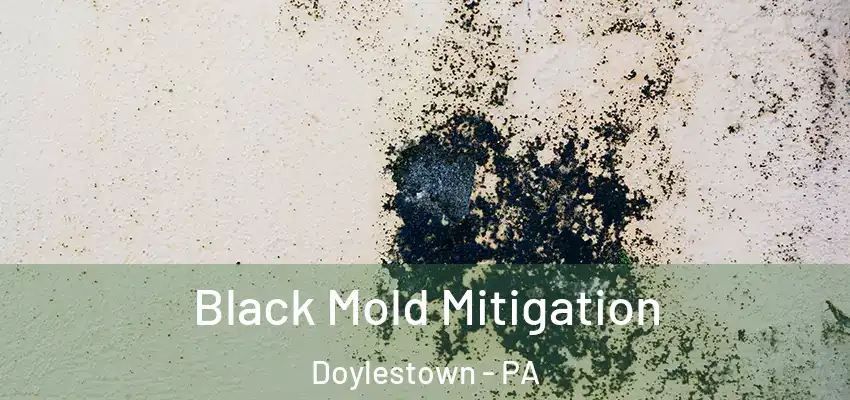  Black Mold Mitigation Doylestown - PA