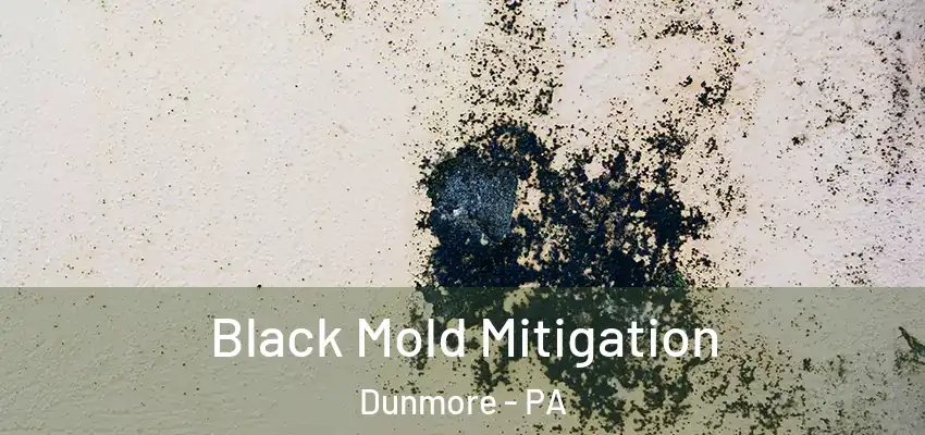 Black Mold Mitigation Dunmore - PA