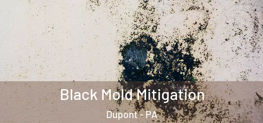 Black Mold Mitigation Dupont - PA