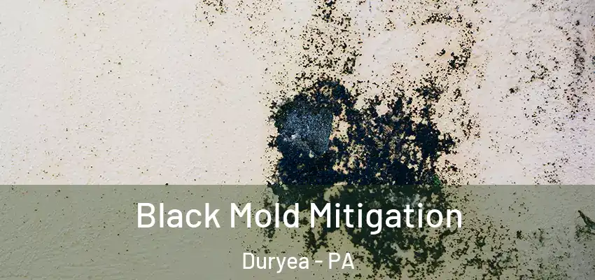 Black Mold Mitigation Duryea - PA