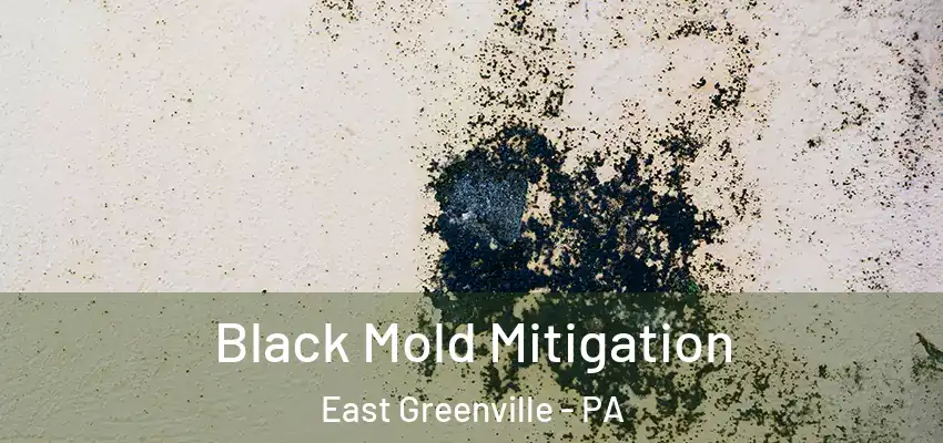Black Mold Mitigation East Greenville - PA
