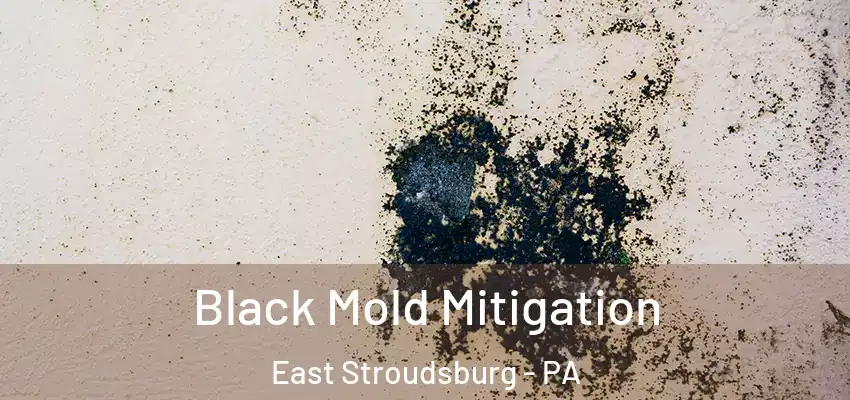 Black Mold Mitigation East Stroudsburg - PA