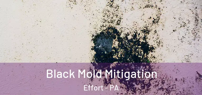 Black Mold Mitigation Effort - PA