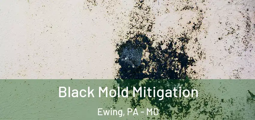 Black Mold Mitigation Ewing, PA - MD